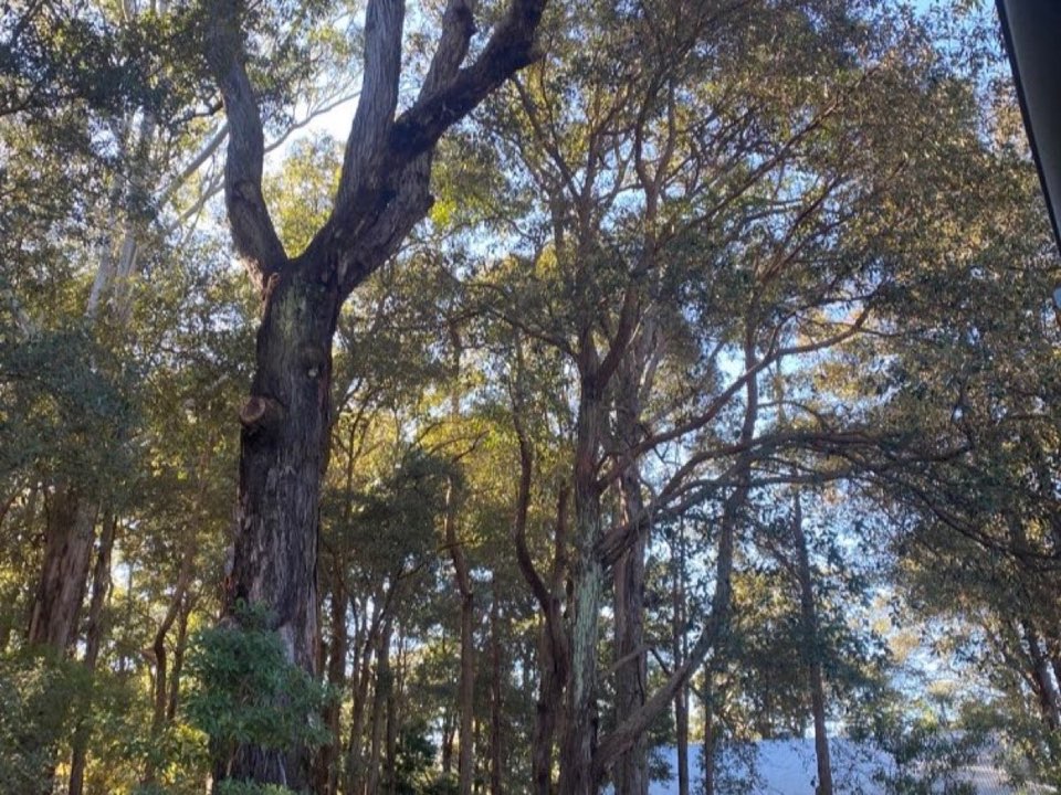 Mature trees in a Devon parkland setting due for routine re-inspection
