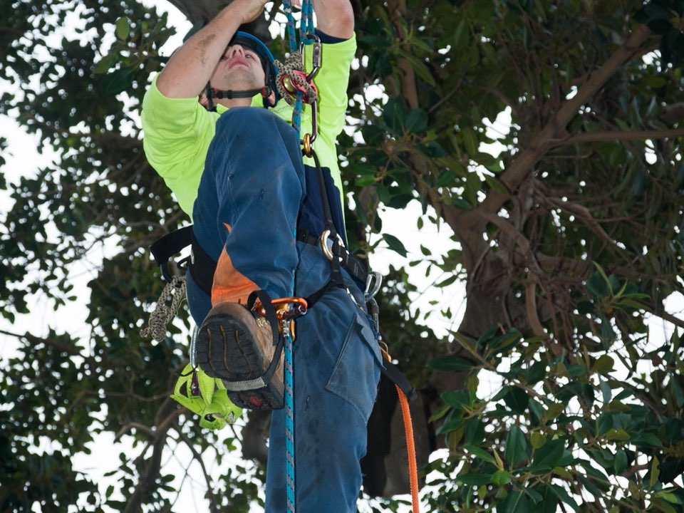 Qualified arborist working in a mature tree during an Enviro Trees UK survey in Devon